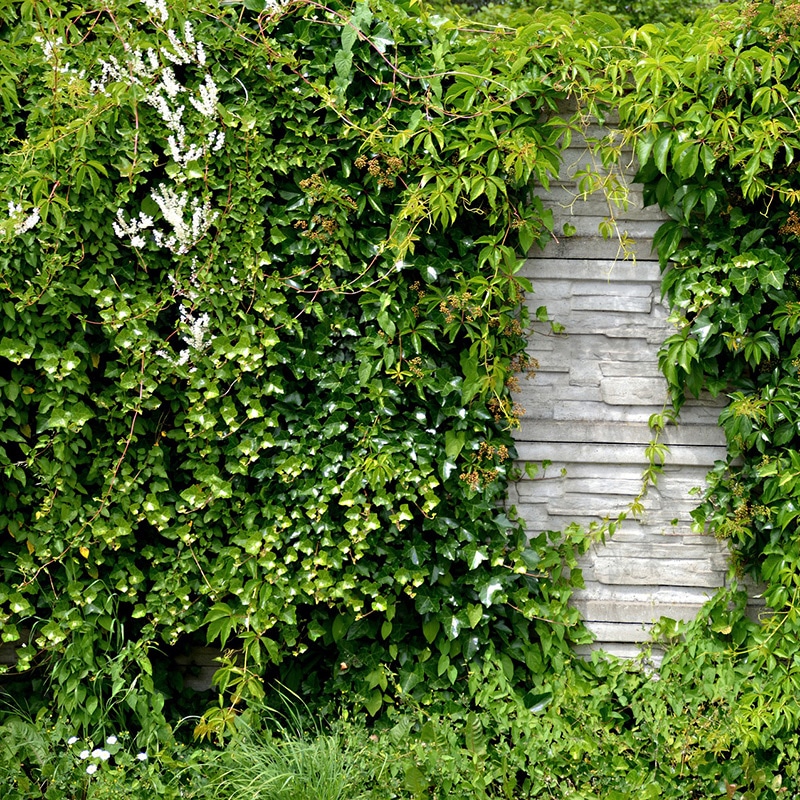 Bäume, Pflanzen und Hecken wuchern